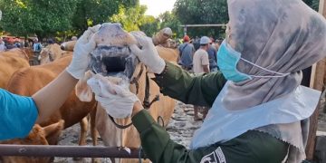 Virus PMK Serang Ratusan Sapi di Kediri, Peternak Resah