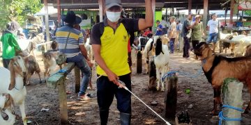 Cegah Wabah PMK, Pemkot Kediri Giat Lakukan Penyemprotan Disinfektan di Pasar Hewan. Foto  Dok. Pemkot Kediri