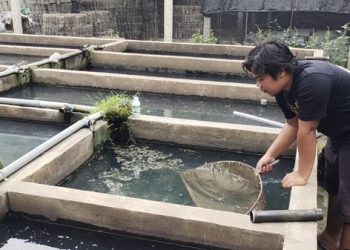Ribuan Ikan Cupang Hilang Dalam Semalam, Peternak Kediri Rugi Besar