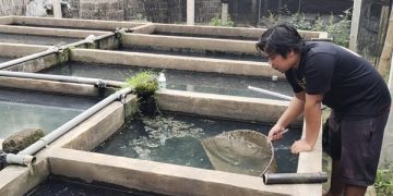 Ribuan Ikan Cupang Hilang Dalam Semalam, Peternak Kediri Rugi Besar