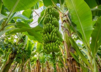 Buah-buahan Jawa Timur Kuasai Pasar Ekspor Dunia, Simak Apa Saja