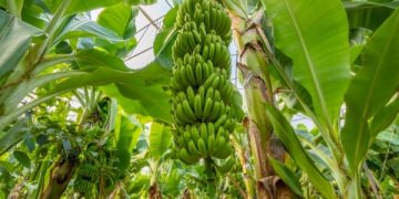 Buah-buahan Jawa Timur Kuasai Pasar Ekspor Dunia, Simak Apa Saja. (foto ilustrasi/vecteezy)