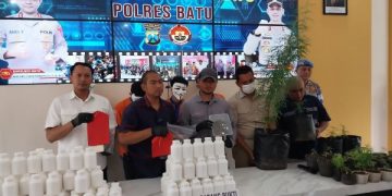 Sukses Budidayakan Pohon Ganja, Sarjana Pertanian Malang Dicokok Polisi (foto/ist)