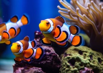 Ilmuwan Temukan Rahasia Ikan Badut Jantan Sangat Mengayomi Anaknya