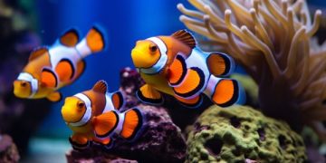 Ilmuwan Temukan Rahasia Ikan Badut Jantan Sangat Mengayomi Anaknya. (foto ilustrasi/vecteezy)