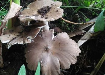 Jamur Barat dan Tips Mengolah Menjadi Hidangan Lezat