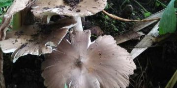 Jamur Barat dan Tips Mengolah Menjadi Hidangan Lezat. (foto ilustrasi/Pinterest)