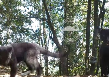 Macan Tutul Muncul di Kawasan Bromo Semeru, Ini Langkah TNBTS
