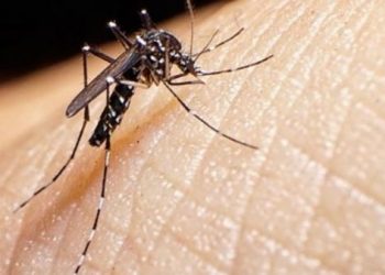 DBD dan Chikungunya Mulai Mewabah, Ini Pertolongan Pertama yang Efektif