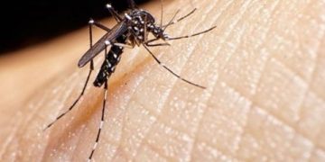 DBD dan Chikungunya Mulai Mewabah, Ini Pertolongan Pertama yang Efektif . (foto ilustrasi/pinterest)