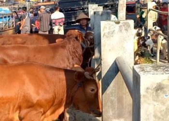 Wabah PMK di Trenggalek Mengganas, 7 Pasar Hewan Ditutup