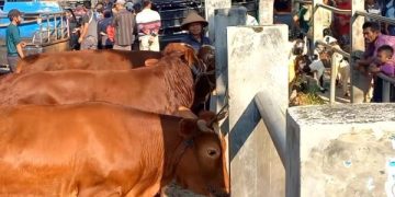 Wabah PMK di Trenggalek Mengganas, 7 Pasar Hewan Ditutup. (foto/Bacaini)