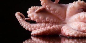 Ilmuwan Ungkap Rahasia Lengan Gurita yang Mampu Gerak Tak Terbatas. (foto ilustrasi/freepik)