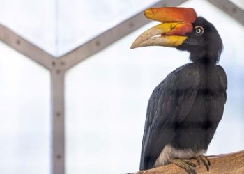 Belajar Setia kepada Burung Rangkong, Yuk Simak