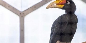 Belajar Setia kepada Burung Rangkong, Yuk Simak. (foto ilustrasi/freepik)