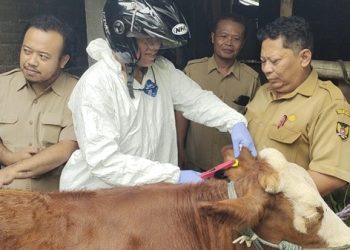 Wabah PMK Meluas, Jumlah Vaksin Terbatas