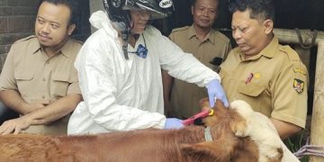 Wabah PMK Meluas, Jumlah Vaksin Terbatas