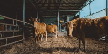 kandang sapi di mojoroto kediri