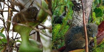 Melihat Tupai Akar, Satu-satunya Spesies Hewan yang Buang Hajat di Toilet Duduk. (foto/ist)
