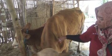 Peternak Jombang Rame-rame Tolak Vaksinasi PMK Lantaran Trauma. (foto/Bacaini)