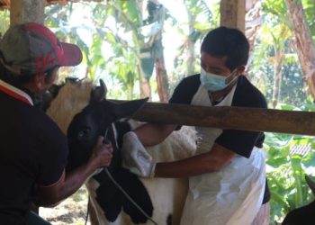 Stok Vaksin PMK di Trenggalek Tiba-tiba Kosong pada Saat Wabah Meluas, Ada Apa?