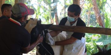 Stok Vaksin PMK di Trenggalek Tiba-tiba Kosong pada Saat Wabah Meluas, Ada Apa?. (foto/ist)