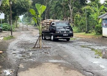 Jalan-jalan Rusak di Trenggalek Serentak Tumbuh Pohon Pisang