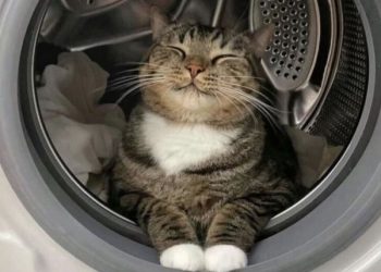 Kucing Punya Bahasa Mata untuk Komunikasi, Penghobi Hewan Piaraan Wajib Tahu