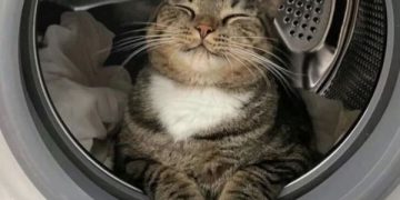 Kucing Punya Bahasa Mata untuk Komunikasi, Penghobi Hewan Piaraan Wajib Tahu (foto ilustrasi/Pinterest)