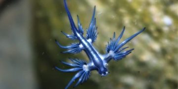 Dipastikan Bukan AI, Ini Penampakan Blue Dragon yang Berbahaya (foto/Sydney Dives)