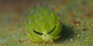 Mengenal Domba Daun, Hewan Unik yang Hanya Ada di Indonesia, Jepang dan Filipina (foto/Unsplash)