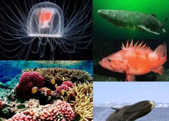 Ini Hewan Laut Berumur Panjang, Konon Sudah Ada di Jaman Nabi