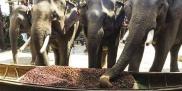 Ini Kopi Seharga Rp 49 Juta Per Kilo, Namanya Black Ivory  (foto/Pinterest)