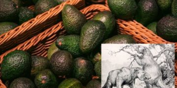 Sejarah Buah Alpukat yang Ternyata Berarti Kelamin Pria (foto/ist)