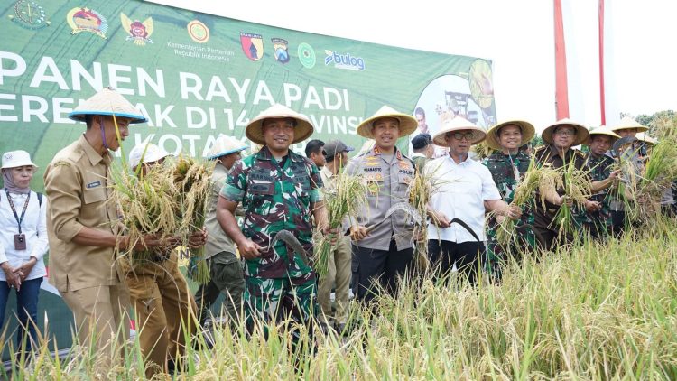 Wakil Wali Kota Ikuti Panen Padi Serentak 14 Provinsi di Seluruh Indonesia Bersama Presiden Prabowo. Foto : Dok. Pemkot Kediri