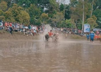 Mengintip Sapi di Nusantara Beserta Tradisi Pacuannya