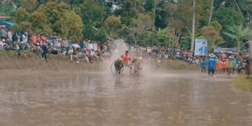 Mengintip Sapi di Nusantara Beserta Tradisi Pacuannya (foto/ist)