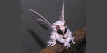 Penampakan Ngengat Pudel, Serangga Paling Dicari Ilmuwan. (foto/ fact animal)