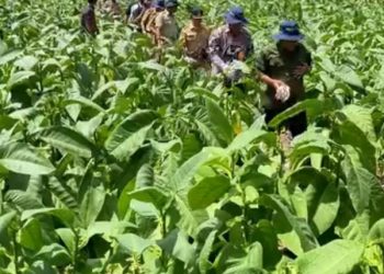 Ini Upaya DKPP Blitar Manfaatkan DBHCHT Rp5,6 M Untuk Petani