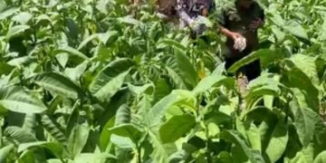 Ini Upaya DKPP Blitar Manfaatkan DBHCHT Rp5,6 M Untuk Petani (foto/ist)