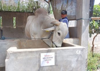 Sapi Kurban Presiden Prabowo Berbobot 893 kg Dibeli dari Kediri