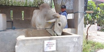 Sapi Kurban Presiden Prabowo Berbobot 893 kg Dibeli dari Kediri