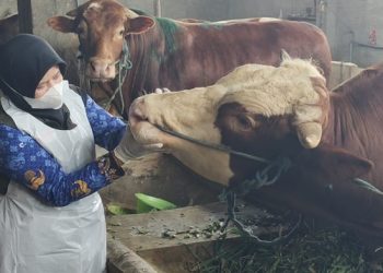 Populasi Melimpah, Harga Daging Sapi Kurban Rp.55 Ribu per Kg