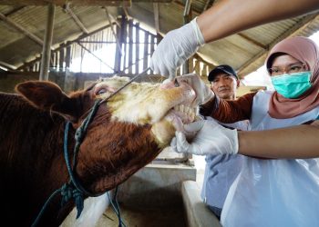 Pastikan Kelayakan Hewan Kurban, Mas Dhito Terjunkan Tim DKPP Ke Kandang Peternak. Foto : Dok. Pemkab Kediri
