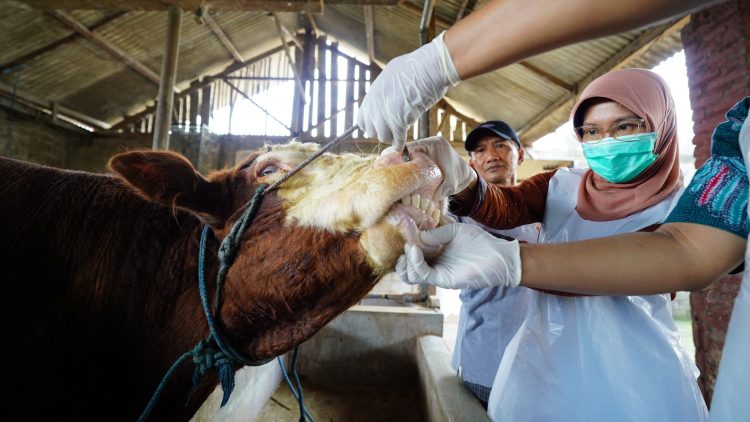 Pastikan Kelayakan Hewan Kurban, Mas Dhito Terjunkan Tim DKPP Ke Kandang Peternak. Foto : Dok. Pemkab Kediri