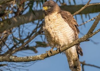 Taktik Berburu Elang di Perkotaan Lebih Canggih dan Modern