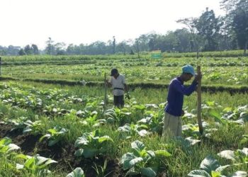 Ribuan Buruh Tembakau di Kabupaten Blitar Terima BLT dari DBHCHT