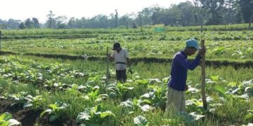 buruh tani tembakau blitar
