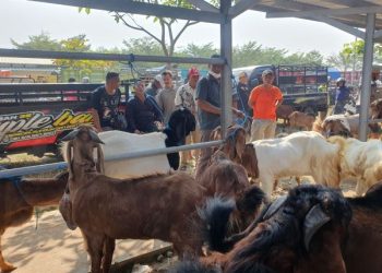 Kebutuhan Hewan Kurban di Tulungagung Tembus Puluhan Ribu Ekor