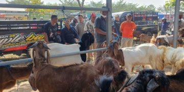 Kebutuhan Hewan Kurban di Tulungagung Tembus Puluhan Ribu Ekor (foto/Bacaini)